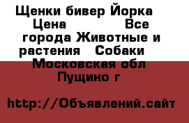 Щенки бивер Йорка  › Цена ­ 30 000 - Все города Животные и растения » Собаки   . Московская обл.,Пущино г.